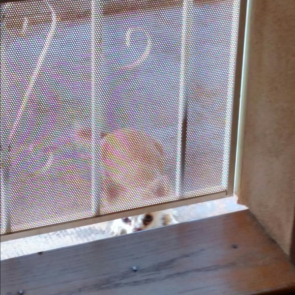 Meet your Posher, Lisa - Picture 2 of 7